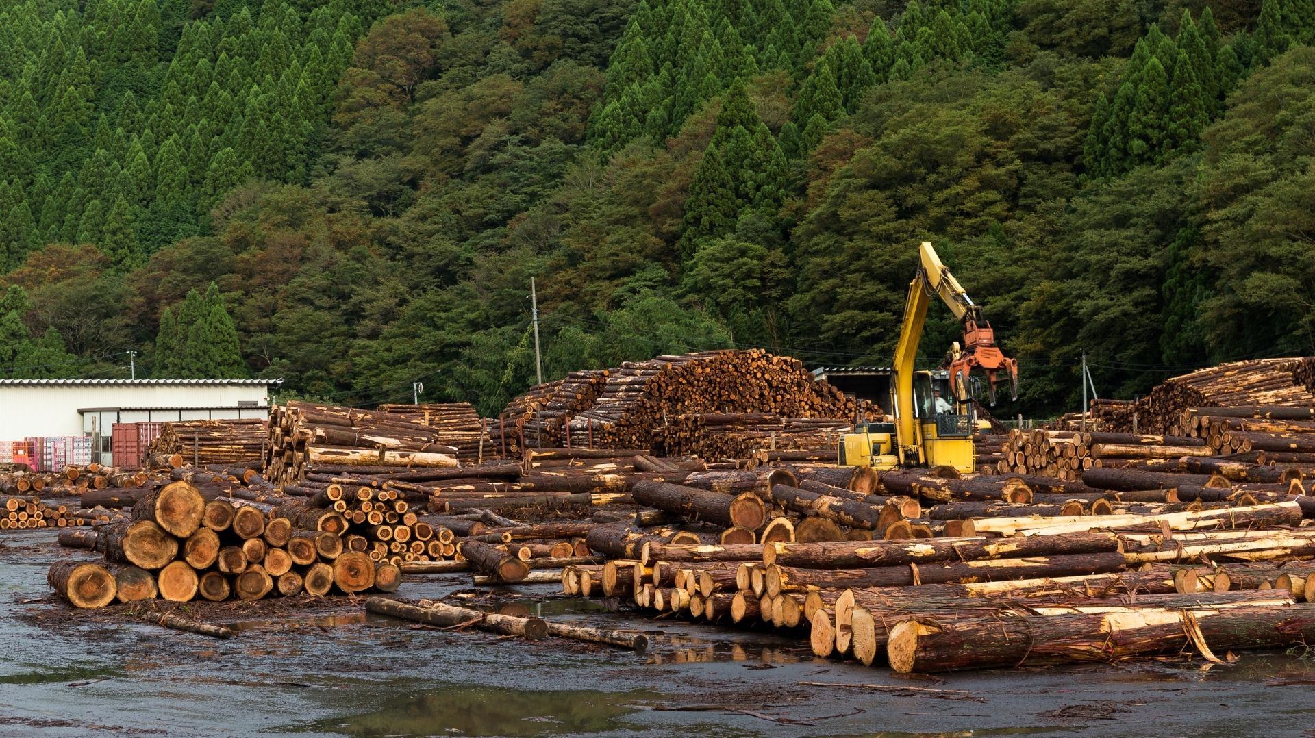Lumber Yard and Logs